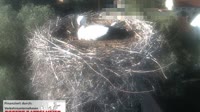 Aurach - Storks