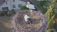 Molendy - Storks
