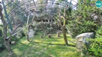 Zagabria - Zoo - avvoltoi grifoni