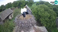 Jasenovac - Lonjsko polje - Gandrai