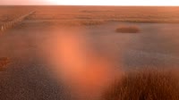 Doñana National Park - Caño de Rosalimán