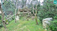 Zagabria - Zoo - avvoltoi grifoni