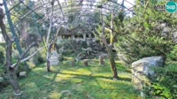 Zagrzeb - Zoo - Sępy płowe