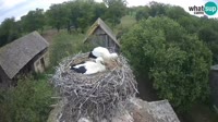 Jasenovac - Lonjsko Polje - Bociany