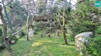 Zagrzeb - Zoo - Sępy płowe