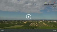 Gols - Vignoble