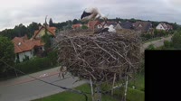 Störche