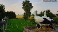 Kozubszczyzna - Bociani Azyl