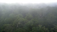 Réserve de biosphère de Yangambi