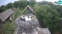 Jasenovac - Lonjsko polje - Cicogne