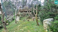 Zagreb - Zoo - Buitres leonados