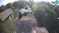 Jasenovac - Lonjsko polje - Storks
