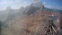 Tillmitsch - Storks