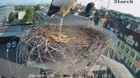Gleisdorf - Storks