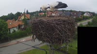 Storks