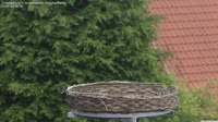 Ludwigsburg - Storks