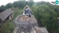 Jasenovac - Lonjsko polje - Storks