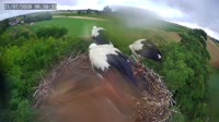Pasieka - Storks
