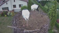 Molendy - Storks