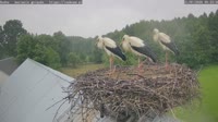 Rudno - Storks