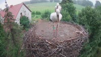 Mokry Dwór - Storks
