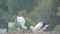Grafenau - Storks