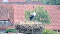 Hohne - Storks