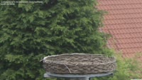 Ludwigsburg - Cigognes