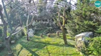 Zagreb - Zoo - Vautours fauves