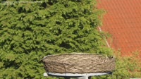 Ludwigsburg - Cigognes