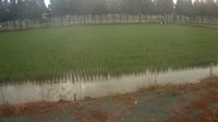 Jurong - Terreno agricolo