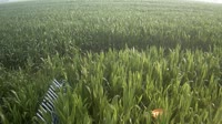 Shangqiu - Liangyuan - Farmland