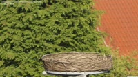 Ludwigsburg - Storks