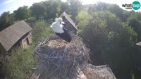 Jasenovac - Lonjsko polje - Storks