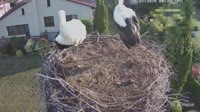 Molendy - Storks