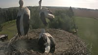 Frankfurt - Lossow - Storks
