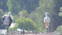 Grafenau - Storks