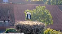 Hohne - Storks