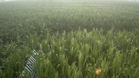 Shangqiu - Liangyuan - Terres agricoles