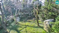 Zagrzeb - Zoo - Sępy płowe