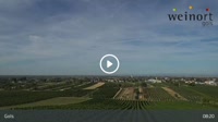 Gols - Vineyard