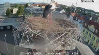 Gleisdorf - Storks