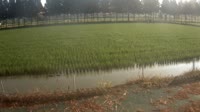 Jurong - Pola uprawne