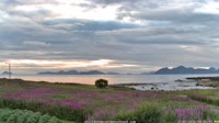Laukvik