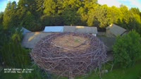 Zastawki - Storks