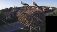 Storks