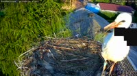 Kozubszczyzna - stork's nest on a field
