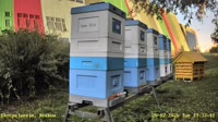 Apiary