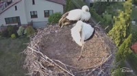Molendy - Storks