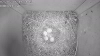 Nest box